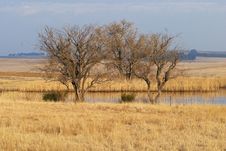 Pond With Willow Trees In Winter Royalty Free Stock Image Pond With Willow Trees In Winter Royalty Free Stock Image