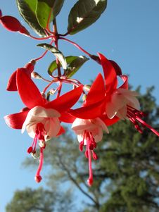 Fuchsia Flowers Royalty Free Stock Images