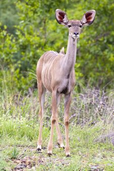 Female Kudu Stock Images