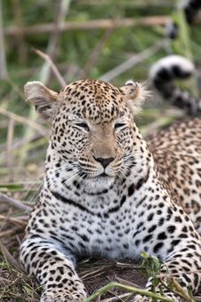 Leopard Resting Royalty Free Stock Photography Leopard Resting Royalty Free Stock Photography