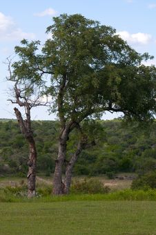 Kruger National Park, South Africa Royalty Free Stock Photo Kruger National Park, South Africa Royalty Free Stock Photo
