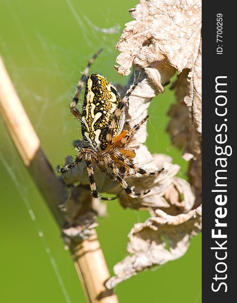 Spider on the dry grass macro shot