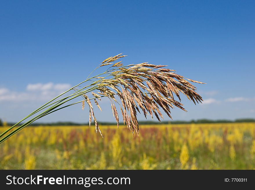 Grass ear on field and sky background