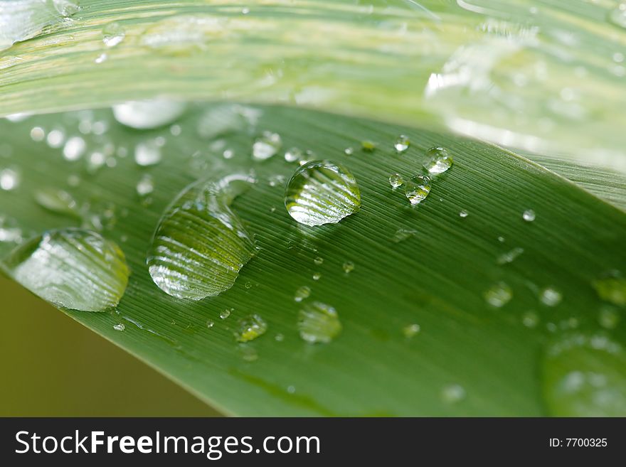 Rain drops on grass leaf. Rain drops on grass leaf