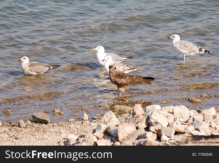 Birds on the sea coast. Birds on the sea coast