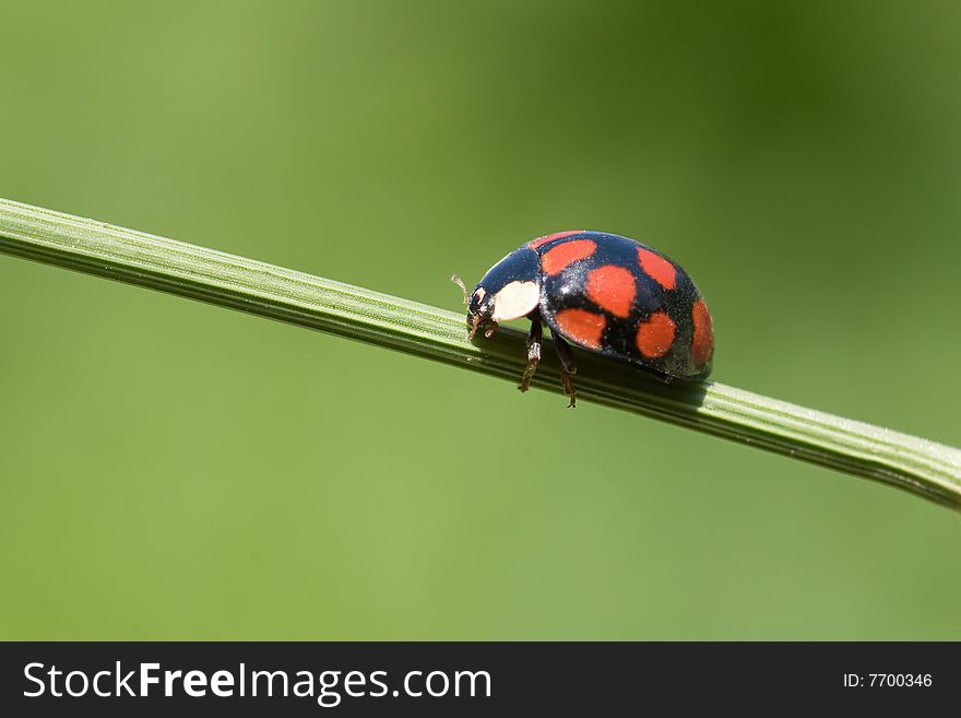 Ladybug on grass stem