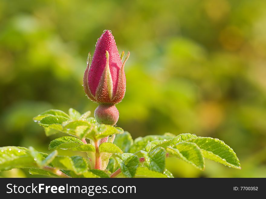 Wild rose bud with dew