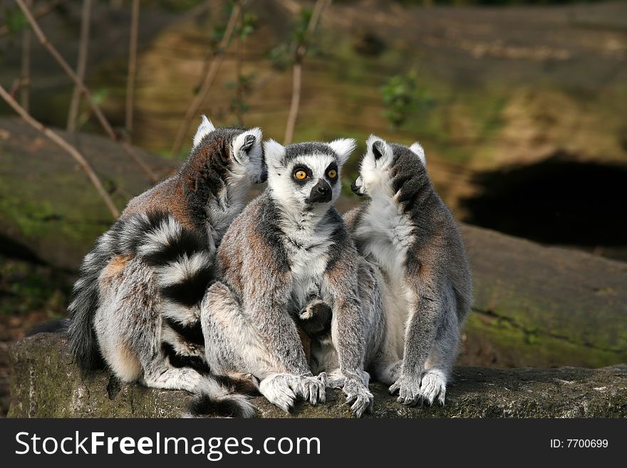 Three ring-tailed lemurs