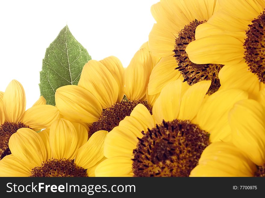 Beautiful sunflower isolated on white background.