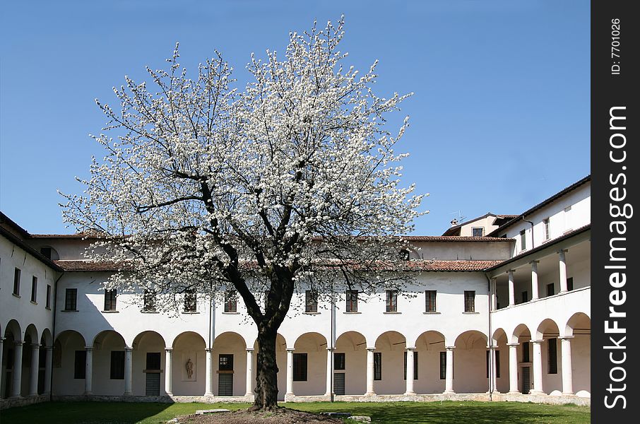 Cherry tree in an ancient cloister