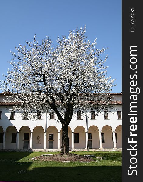 Cherry tree in an ancient cloister