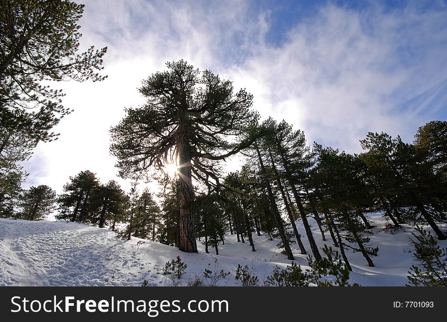 Winter mountain Landscape