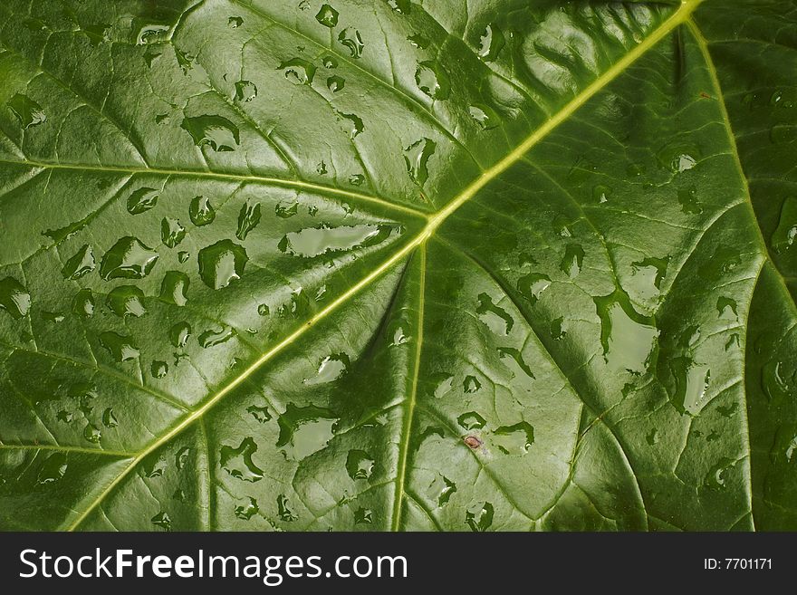 A large dark green leaf with raindrops. A large dark green leaf with raindrops