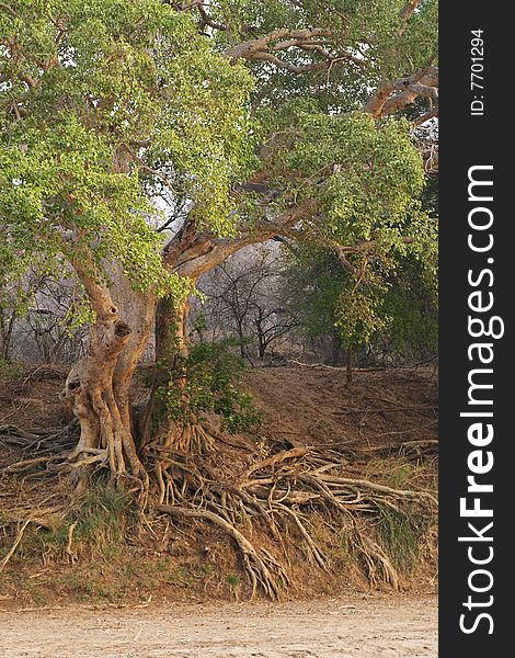 White Stinkwood, Celtis africana, growing with exposed roots on the bank of the Olifants River, Balule Nature Reserve, South Africa. White Stinkwood, Celtis africana, growing with exposed roots on the bank of the Olifants River, Balule Nature Reserve, South Africa.