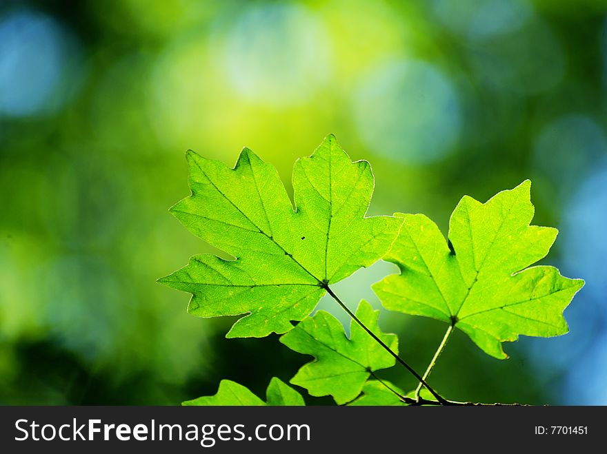 Leaves In Sunny Day