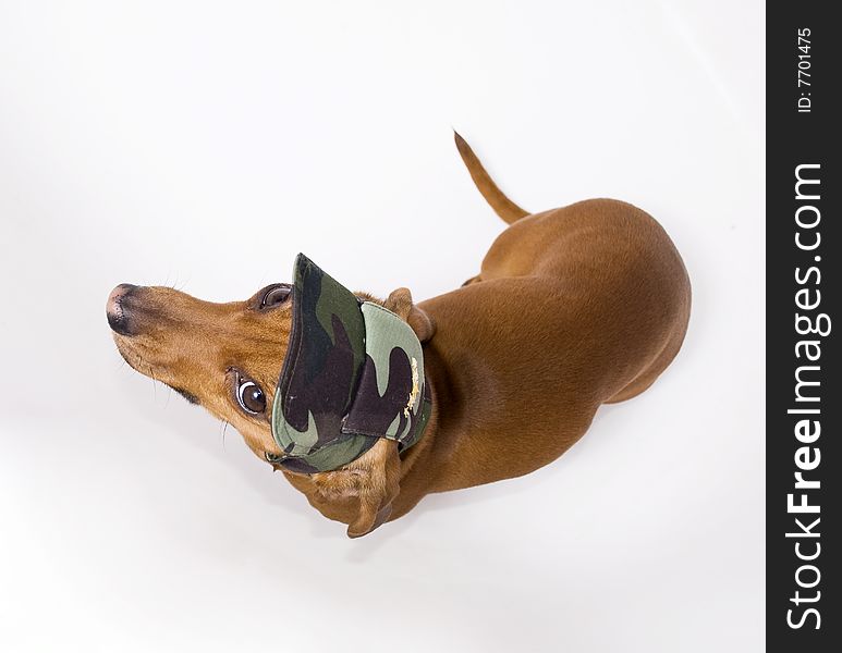 Dachshund in peaked cap looking at the camera