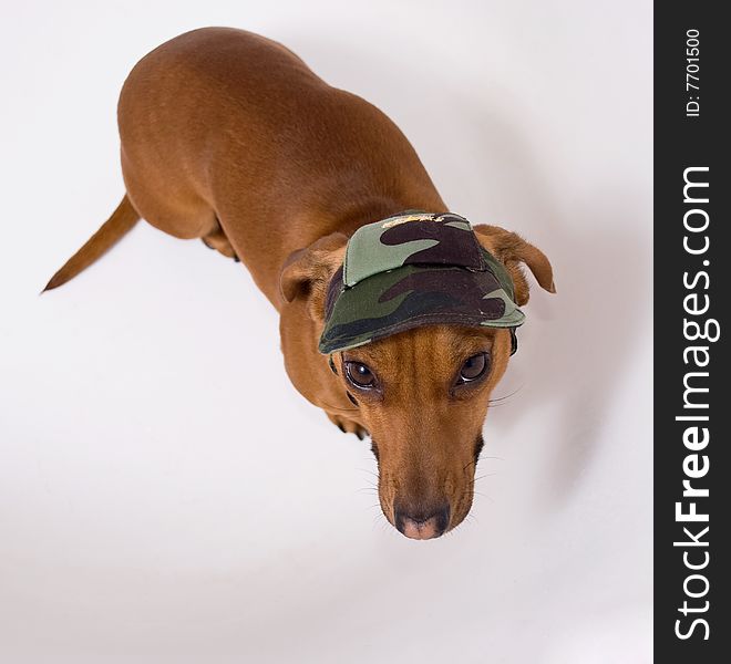 Dachshund in peaked cap looking at the camera