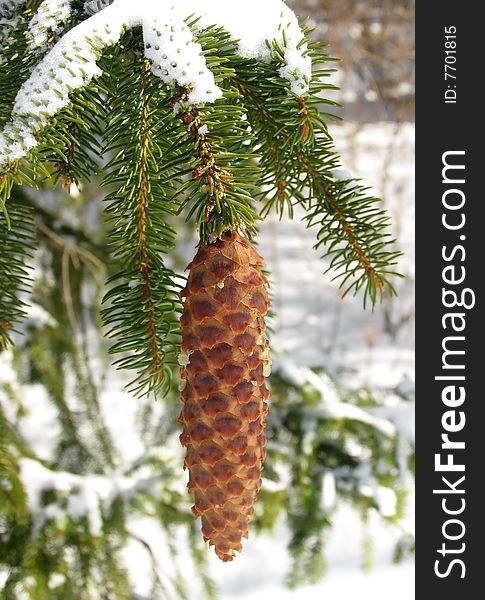 Fir branch covered by snow with cone. Fir branch covered by snow with cone.