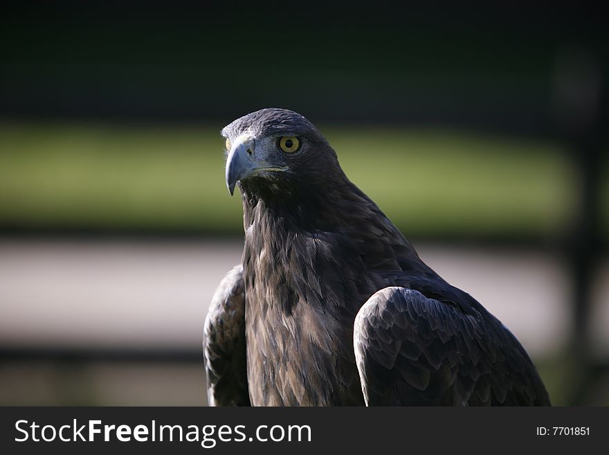 Portrait of a powerful eagle