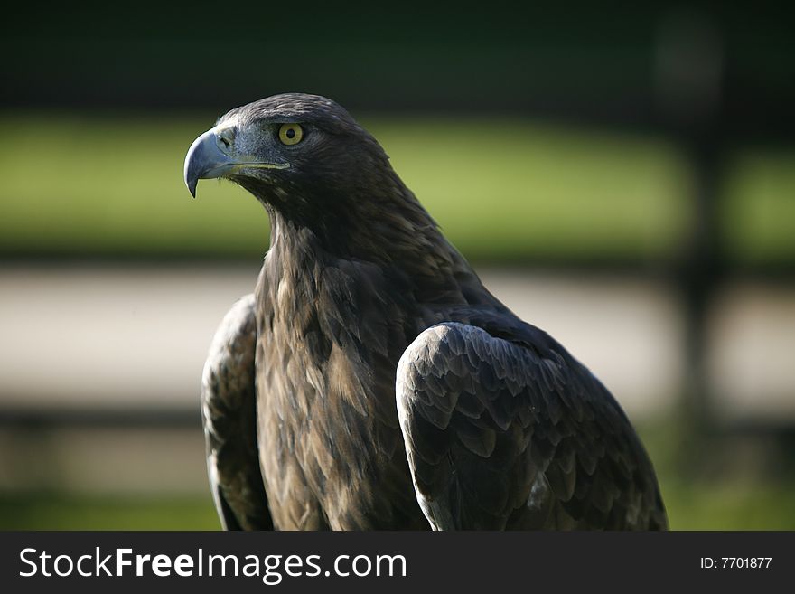 Portrait of a powerful eagle