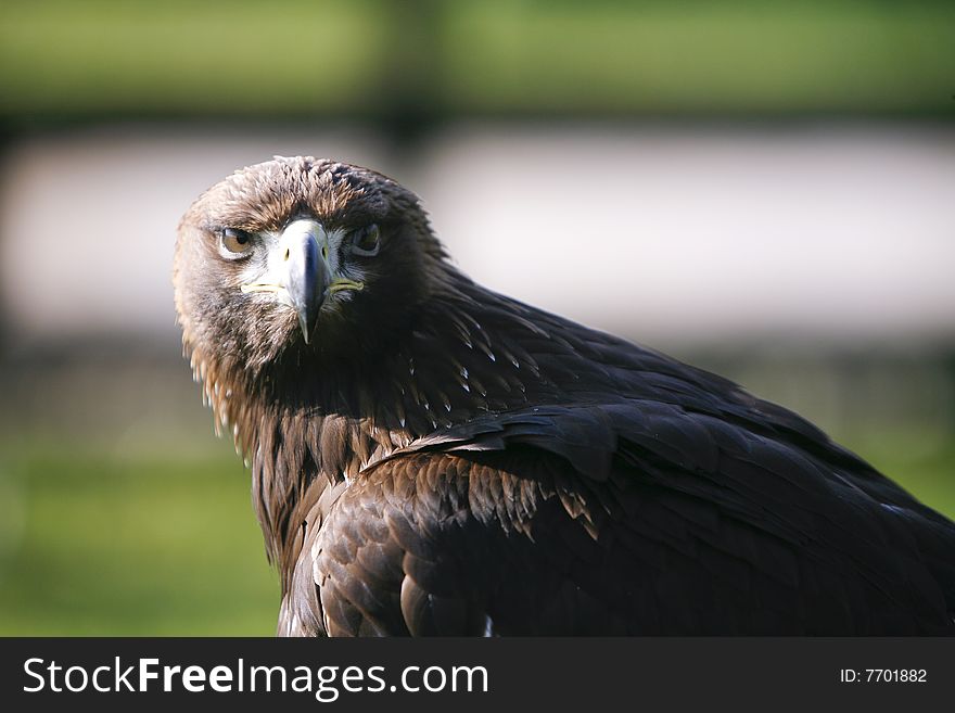 Portrait of a powerful eagle