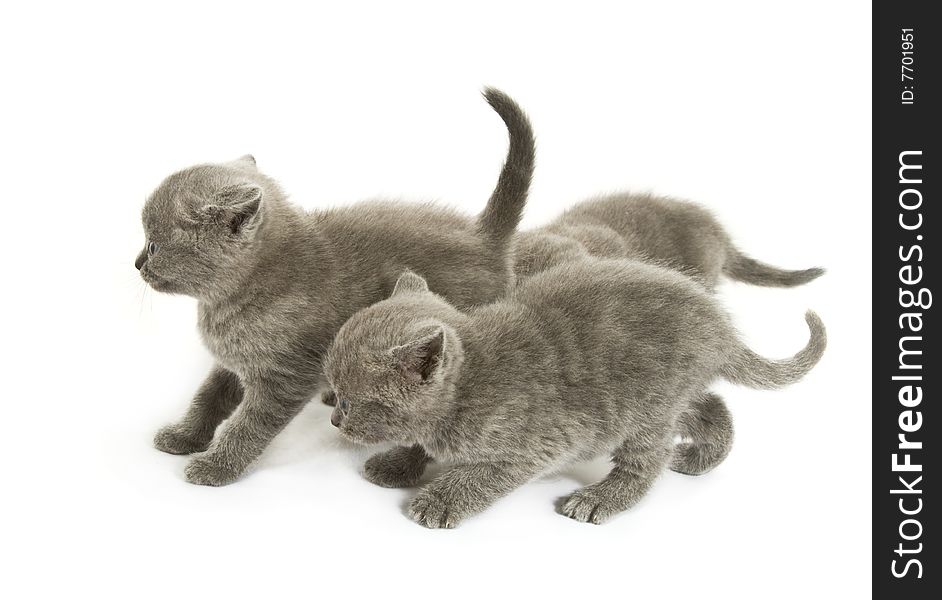 Three small funny kittens. Isolated on white background. Three small funny kittens. Isolated on white background