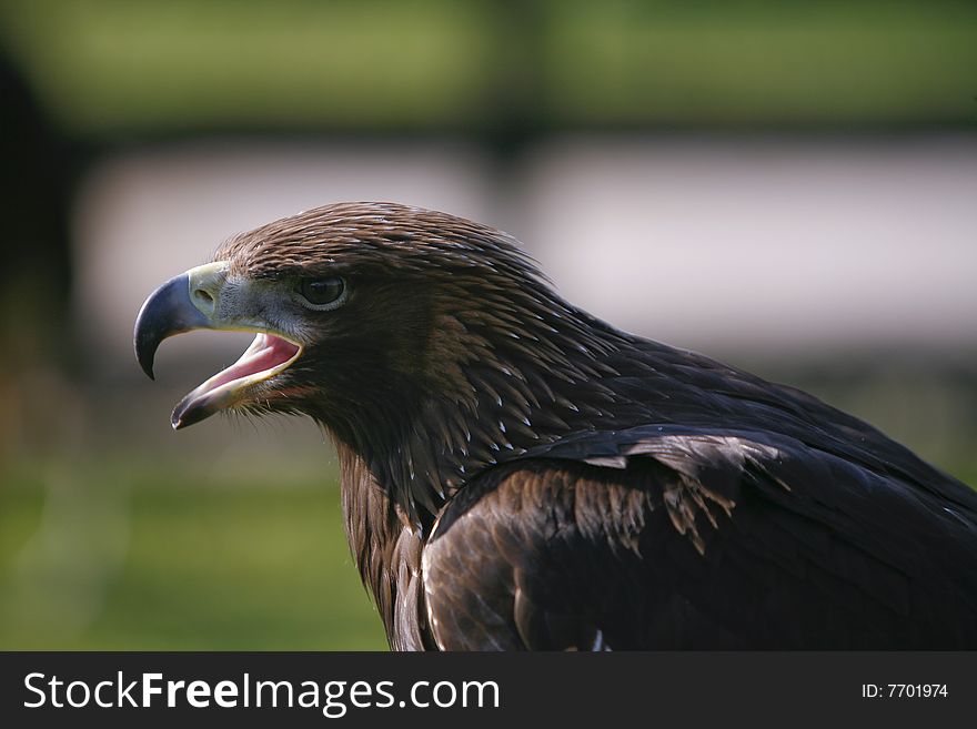 Portrait of a powerful eagle