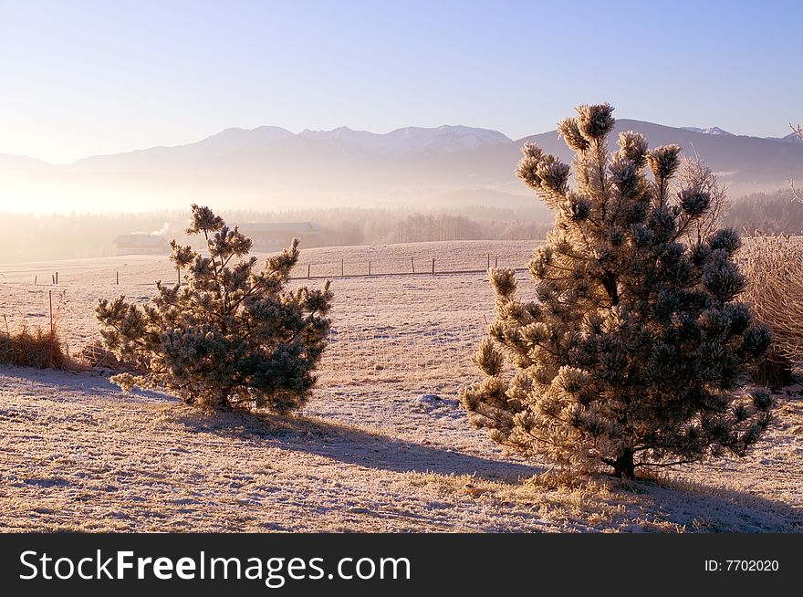 Frozen trees in the winter