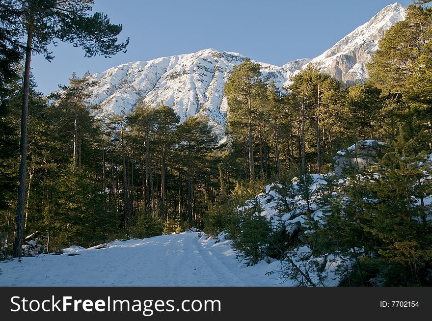 Winter Forest With Mountains