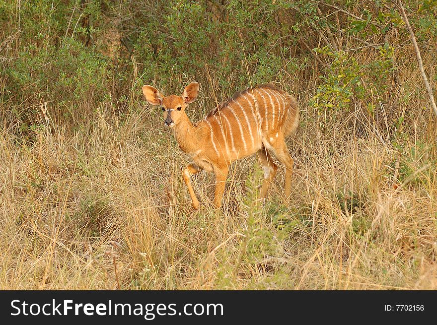 The Nyala (Tragelaphus angasii) is a spiral-horned dense-forest antelope that is uncomfortable in open spaces and is most often seen at water holes (South Africa)