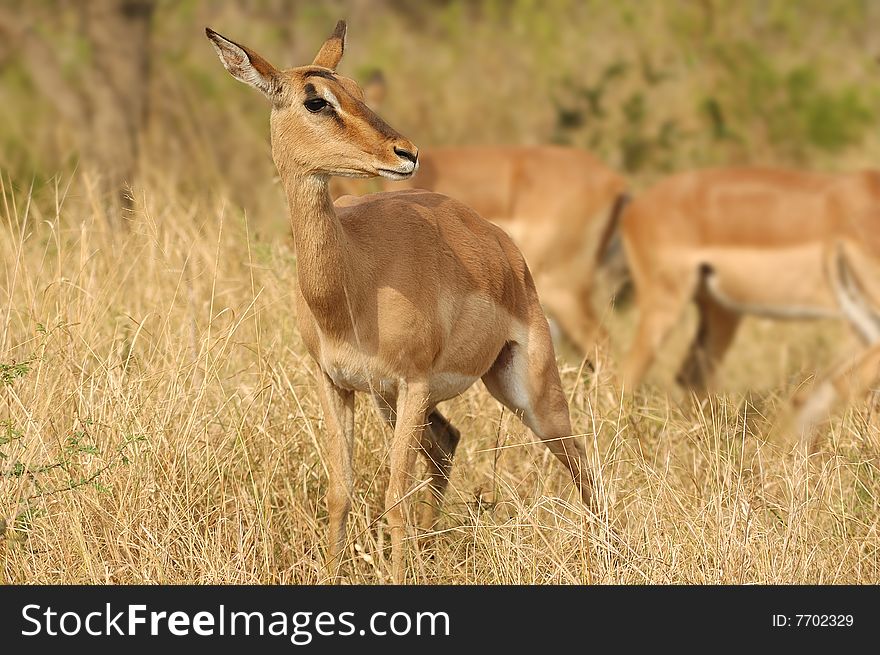 An impala (Aepyceros melampus) is a medium-sized African antelope. The name impala comes from the Zulu language. They are found in savannas and thick bushveld (South Africa). An impala (Aepyceros melampus) is a medium-sized African antelope. The name impala comes from the Zulu language. They are found in savannas and thick bushveld (South Africa)