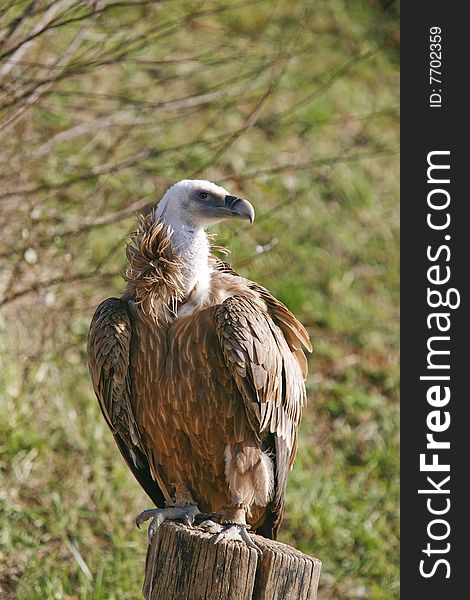 Griffon vulture on the stump