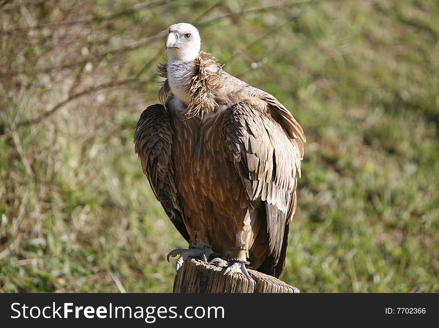 Griffon vulture on the stump
