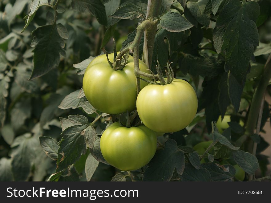 Red organic tomato plant and fruit in the morning light