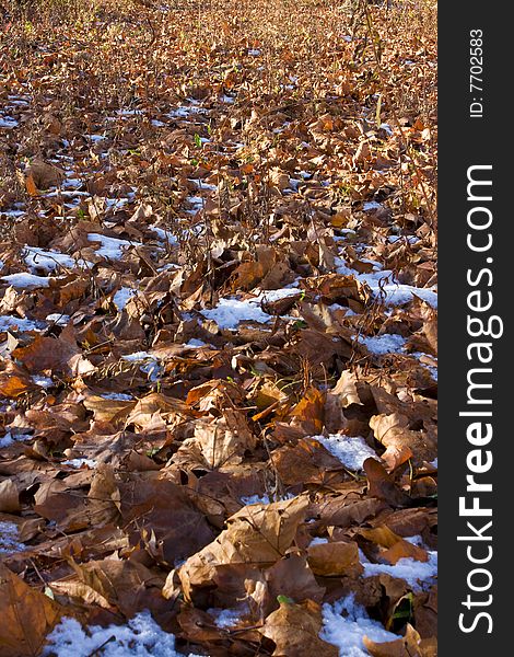 Falling leaves over the ground background photo