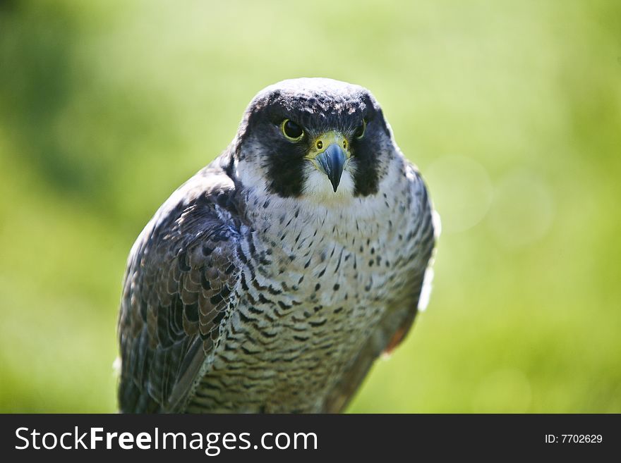 Falco peregrinus. Photo taken in a Zoo. Falco peregrinus. Photo taken in a Zoo