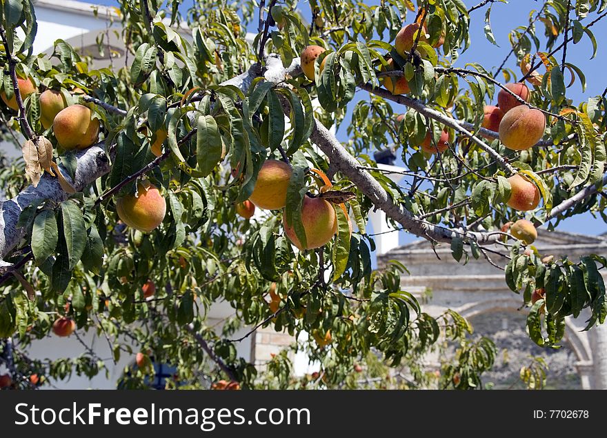 Nectarines on a tree in Greece Rhodos island