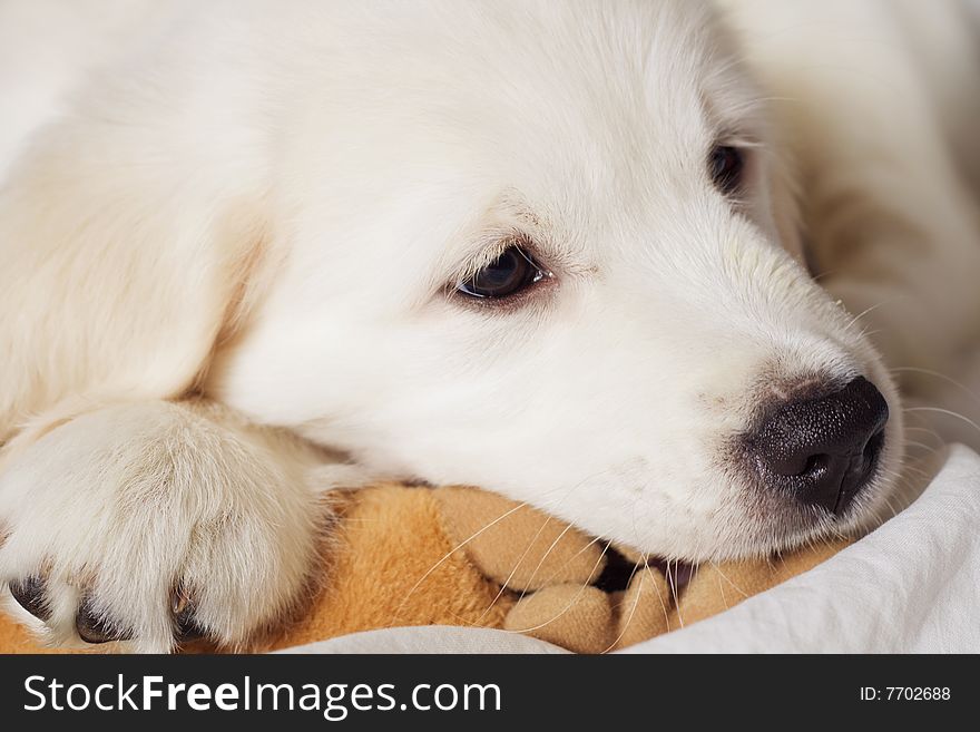 Sad white small retriever puppy head. Sad white small retriever puppy head