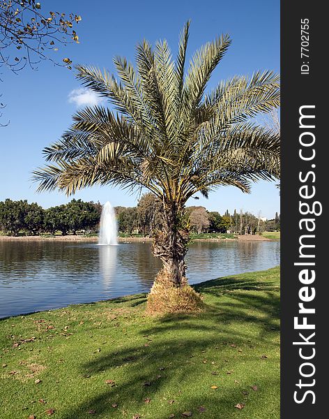 The national park at Israel, in the bank of the lake there's a small dates tree. it views the park sprinklers. One day in the fall I've decided to take a picture of it, the weather was perfect and the sky were blue as the ocean. The national park at Israel, in the bank of the lake there's a small dates tree. it views the park sprinklers. One day in the fall I've decided to take a picture of it, the weather was perfect and the sky were blue as the ocean.