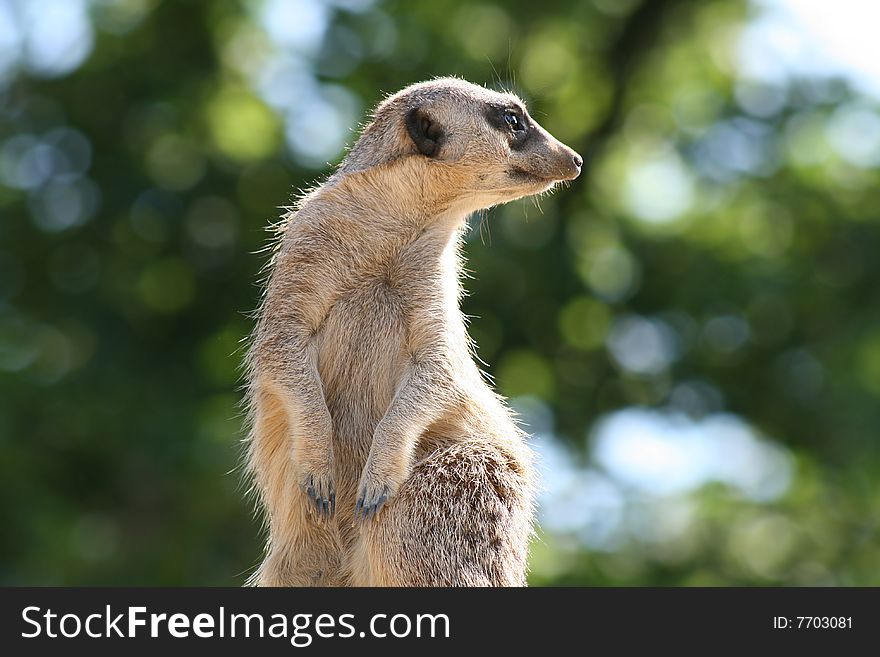 Meerkat stands watch on a high rock against background of trees. Meerkat stands watch on a high rock against background of trees.