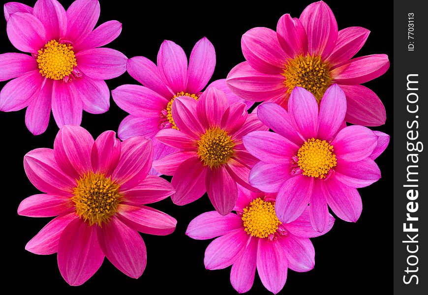 Flowers decorative on a black background