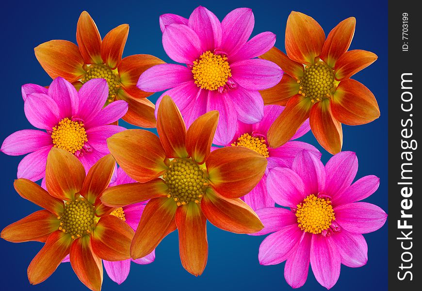 Flowers decorative with red petals