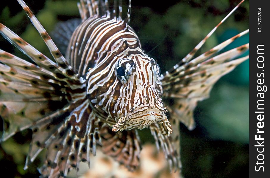 Portrait of nice lion fish. Portrait of nice lion fish