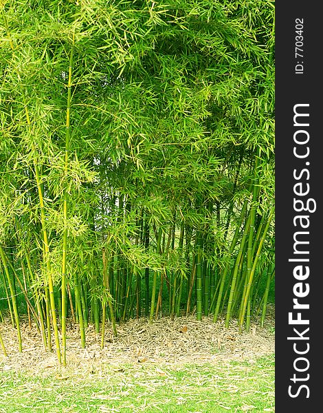 Green bamboo forest in China