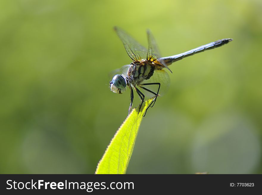 Dragon-fly On A Leaf