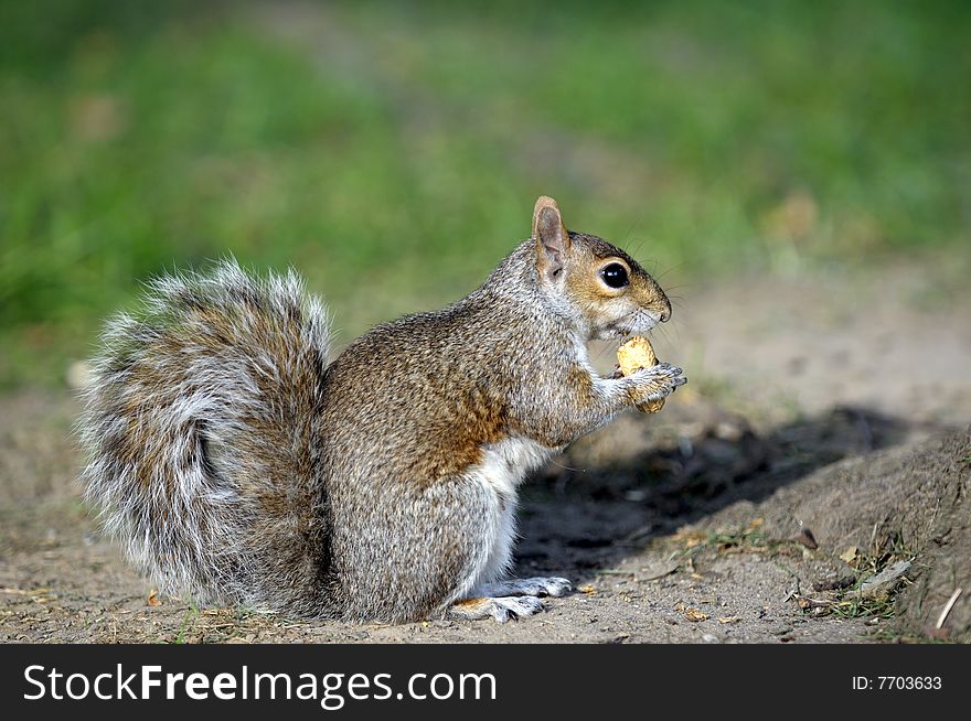 Squirrel sits on a hind paws and going to bite the nut. Squirrel sits on a hind paws and going to bite the nut