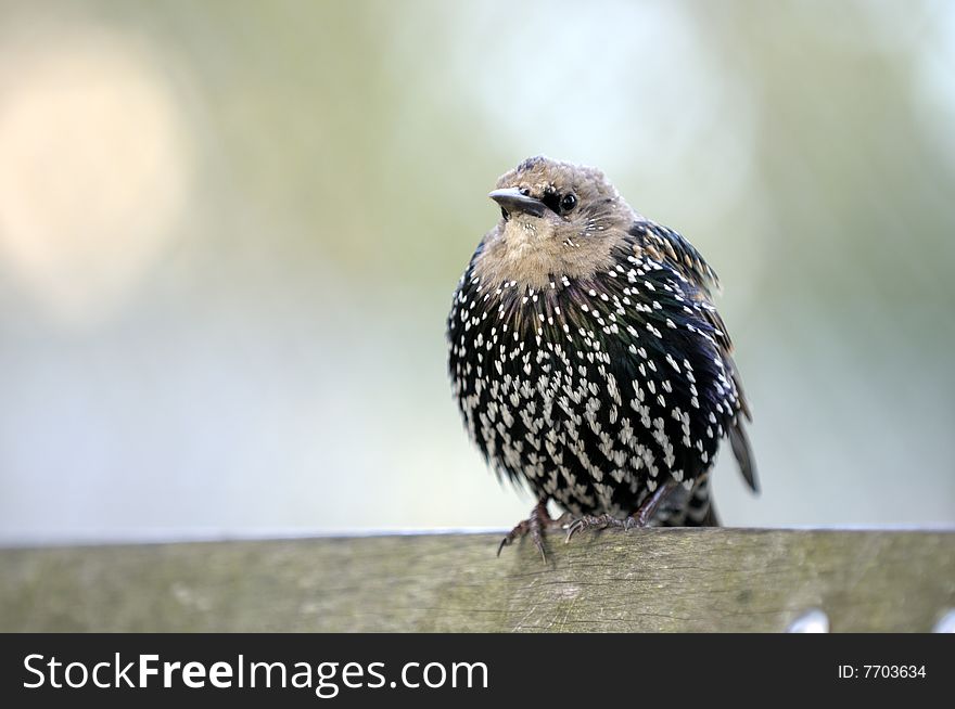 Bird starling in autumn sitting on the bench. Bird starling in autumn sitting on the bench