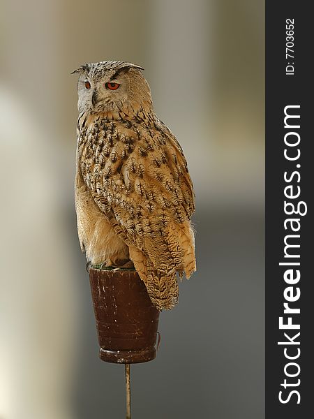 Portrait of an owl with a blurred background. Portrait of an owl with a blurred background
