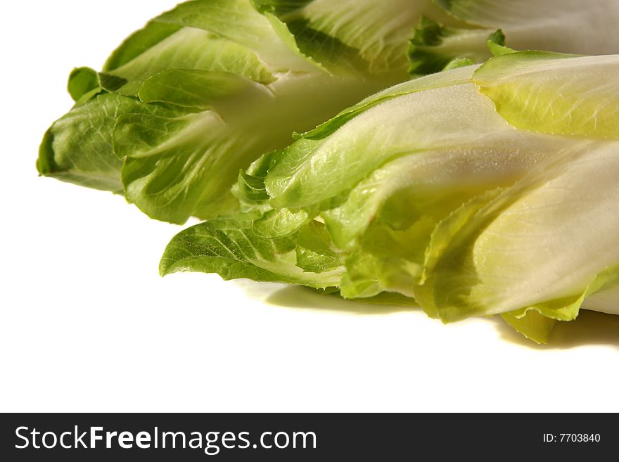 Green, fresh chicory on a light background
