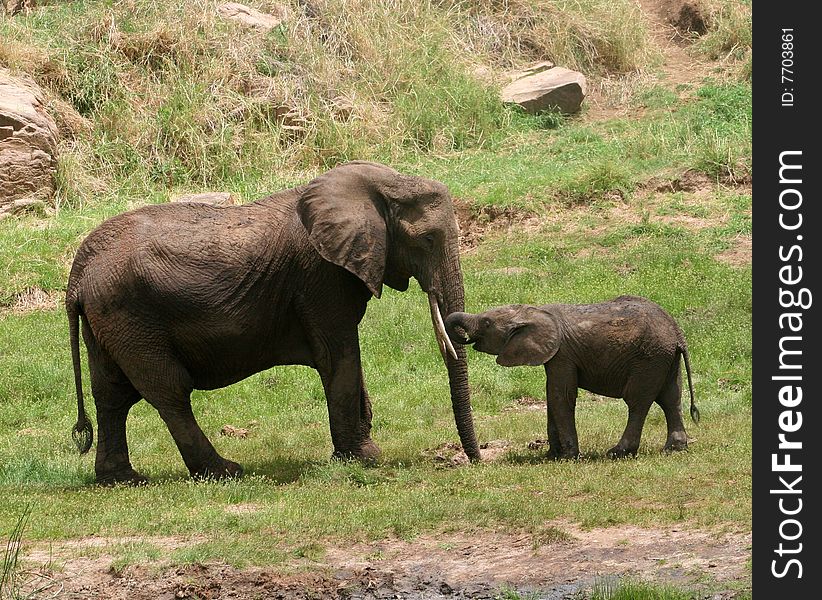 A baby elephant interacting with an old elephant. A baby elephant interacting with an old elephant